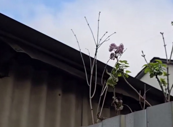 В Краснодаре расцвела сирень 15 ноября