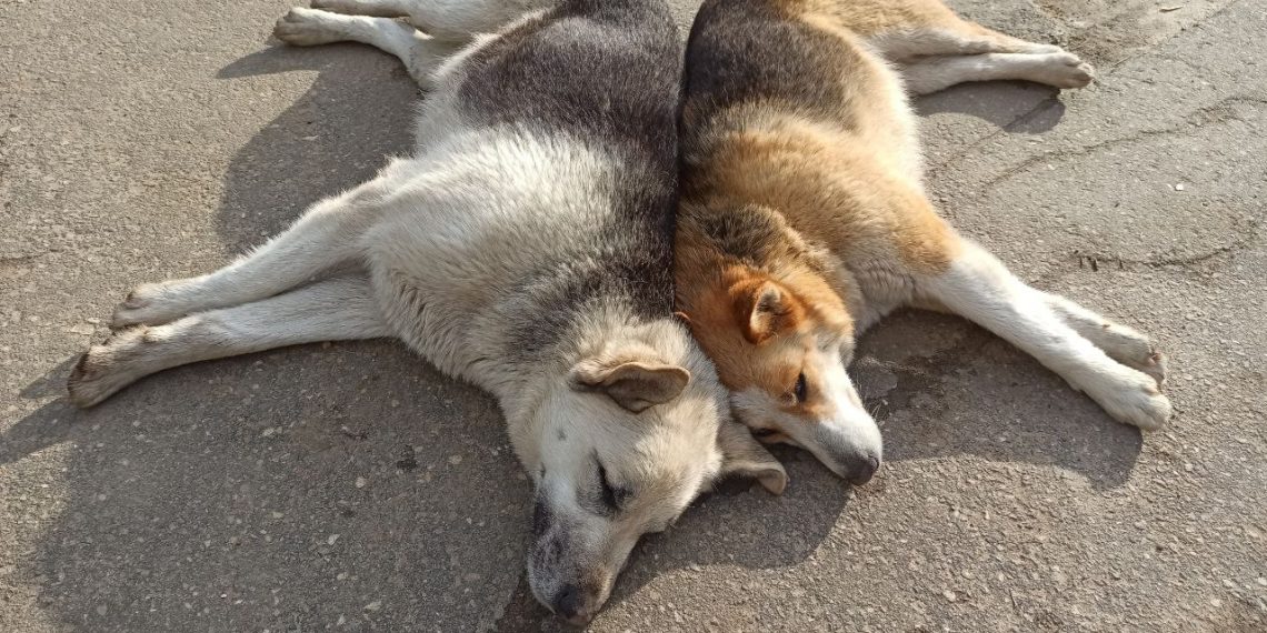 Фабрика смерти: на Кубани в приютах животные выживают, поедая трупы