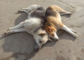 Фабрика смерти: на Кубани в приютах животные выживают, поедая трупы