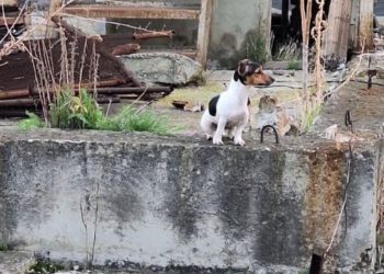 В Новороссийске спасли просидевшую двое суток на крыше гаража собаку