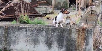 В Новороссийске спасли просидевшую двое суток на крыше гаража собаку