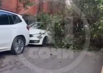 В Сочи упавший кипарис заблокировал улицу и повредил автомобиль
