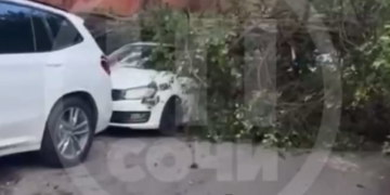 В Сочи упавший кипарис заблокировал улицу и повредил автомобиль