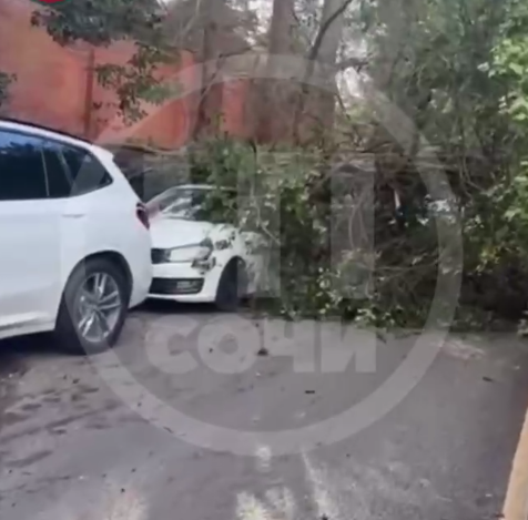 В Сочи упавший кипарис заблокировал улицу и повредил автомобиль