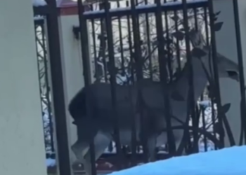 В Сочи спасли оленя