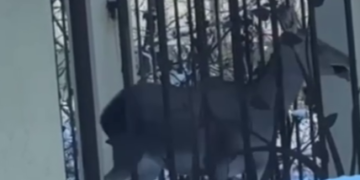 В Сочи спасли оленя