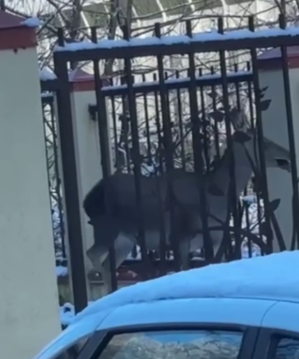 В Сочи спасли оленя