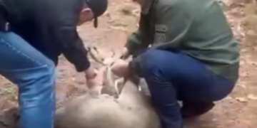 В Сочи какой-то олень устроил неожиданный шопинг в торговом центре