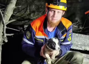 В Новороссийске спасатели освободили щенка, застрявшего в полостях плиты перекрытия