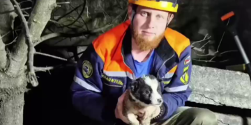 В Новороссийске спасатели освободили щенка, застрявшего в полостях плиты перекрытия