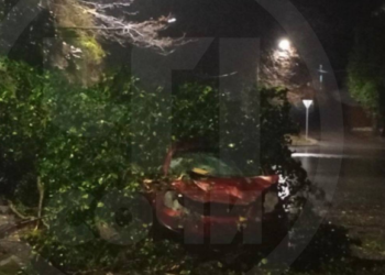 В Сочи упавшее дерево раздавило иномарку с человеком внутри