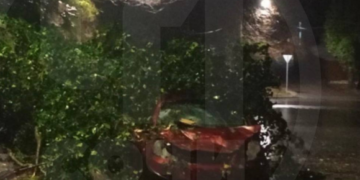 В Сочи упавшее дерево раздавило иномарку с человеком внутри