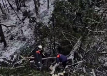 В Сочи упавшее на дом дерево чуть не убило спящего ребенка