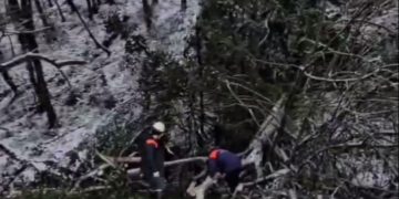 В Сочи упавшее на дом дерево чуть не убило спящего ребенка