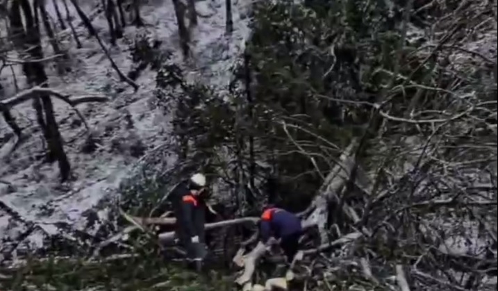 В Сочи упавшее на дом дерево чуть не убило спящего ребенка