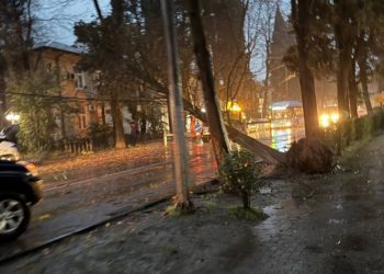 Упавшее дерево перегородило дорогу в центре Сочи