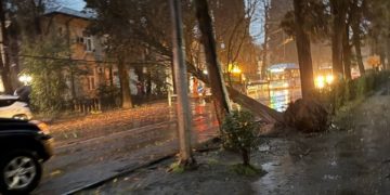 Упавшее дерево перегородило дорогу в центре Сочи