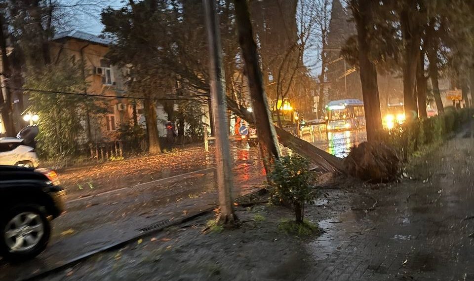 Упавшее дерево перегородило дорогу в центре Сочи