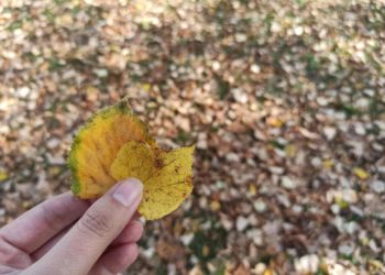 Прогноз погоды в Краснодаре на неделю с 15 по 21 декабря