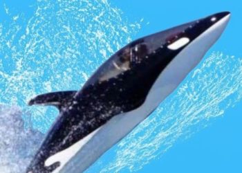 В Сочи продают полуподводную лодку-гидроцикл типа «Касатка» почти за 8 млн