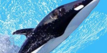 В Сочи продают полуподводную лодку-гидроцикл типа «Касатка» почти за 8 млн