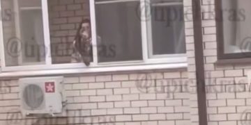 В Краснодаре женщина свесила кошку с балкона и читала ей нотации
