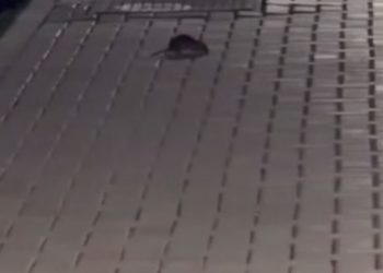 Краснодарцы пожаловались на засилье крыс