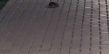 Краснодарцы пожаловались на засилье крыс