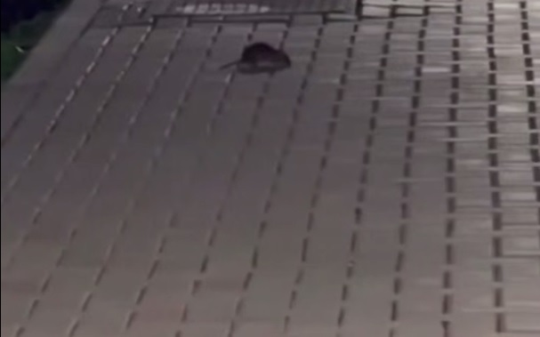 Краснодарцы пожаловались на засилье крыс