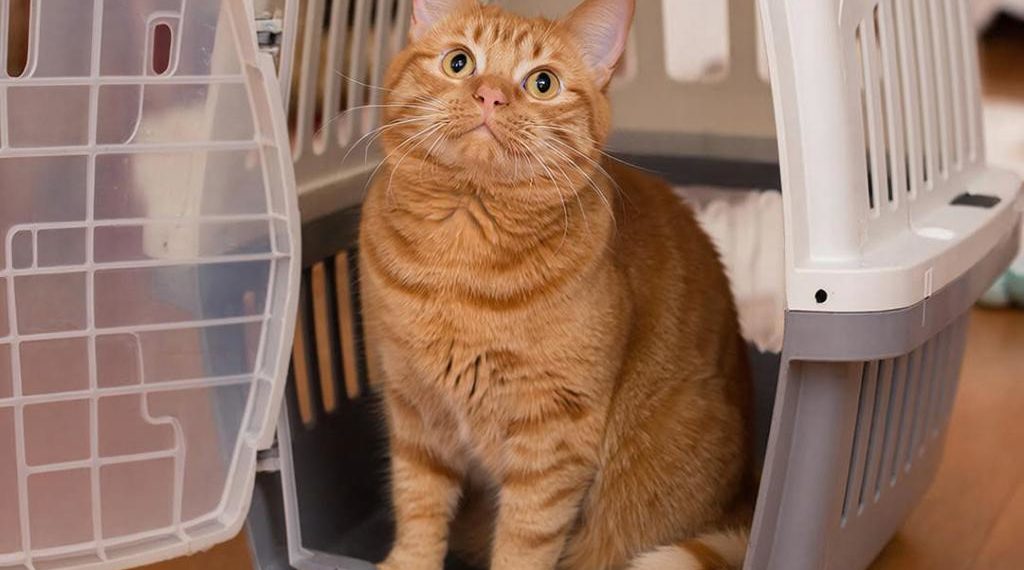 Из-за спора о переноске кот Мамура застрял в аэропорту Краснодара