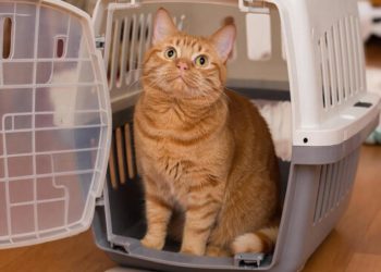 Из-за спора о переноске кот Мамура застрял в аэропорту Краснодара