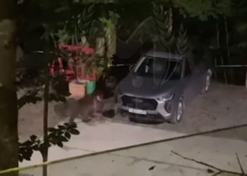 В Сочи медведя сняли на видео и попросили не мочиться на колеса авто