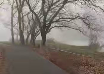 В Краснодаре собаки напали на велосипедиста