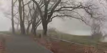 В Краснодаре собаки напали на велосипедиста