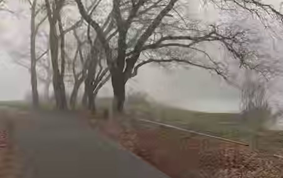 В Краснодаре собаки напали на велосипедиста