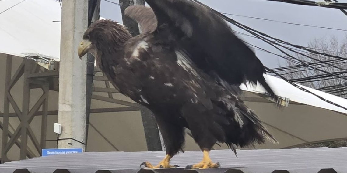 По Сочи неделю ходит краснокнижный орлан с перебитым крылом