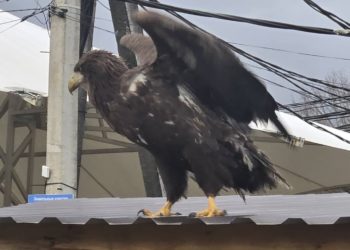 По Сочи неделю ходит краснокнижный орлан с перебитым крылом