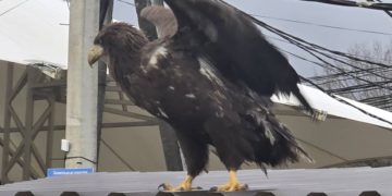 По Сочи неделю ходит краснокнижный орлан с перебитым крылом