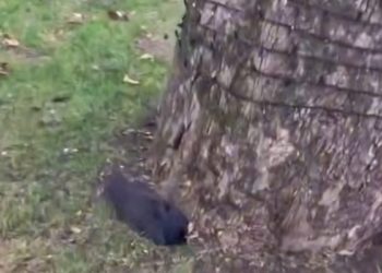 В Краснодаре обнаружили множество мертвых ворон