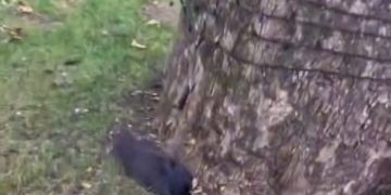 В Краснодаре обнаружили множество мертвых ворон