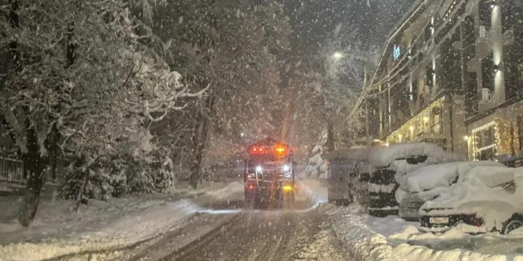 Прошунин: из-за непогоды в Сочи упало около 20 деревьев