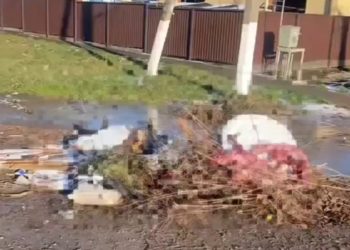 На Кубани дети обнаружили у мусорных баков трупы животных без шкуры