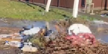 На Кубани дети обнаружили у мусорных баков трупы животных без шкуры
