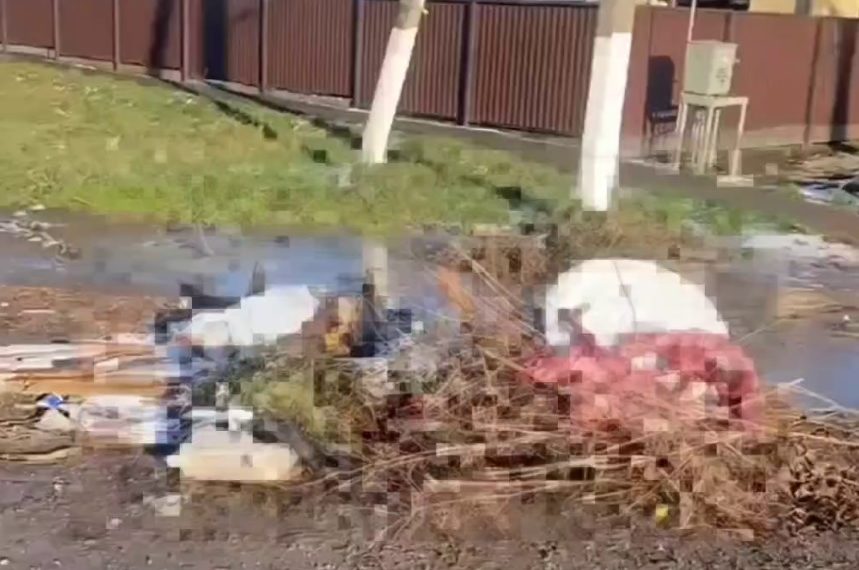 На Кубани дети обнаружили у мусорных баков трупы животных без шкуры