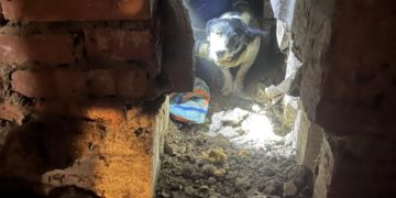 В Новороссийске спасли застрявшую в подвале собаку