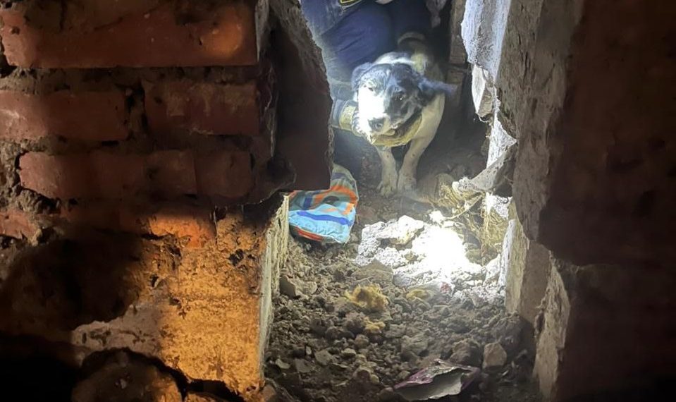 В Новороссийске спасли застрявшую в подвале собаку