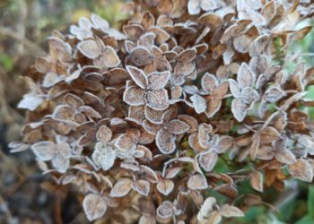 Прогноз погоды на понедельник и вторник 15 и 16 декабря на Кубани