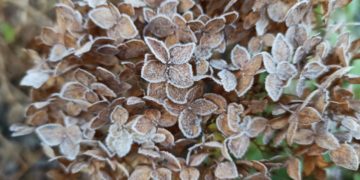 Прогноз погоды на понедельник и вторник 15 и 16 декабря на Кубани