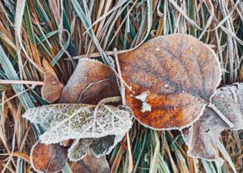 Первое зимнее похолодание пришло на Кубань