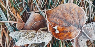 Первое зимнее похолодание пришло на Кубань